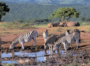 22_south_africa_zebra