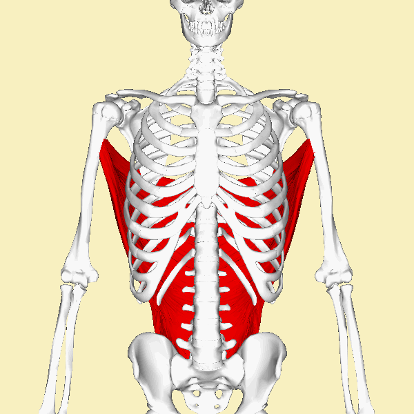 Latissimus_dorsi_muscle_animation